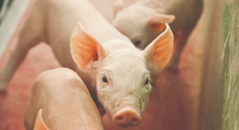 Pigs fed a soybean meal diet as part of a pork operation.
