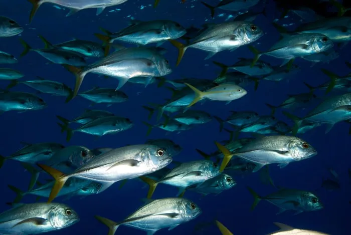 A school of silver-blue fish swimming together in deep blue ocean water.