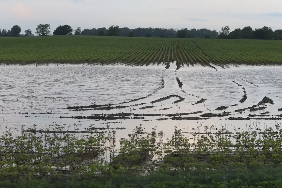 Flooded crop field with standing water covering rows of young plants.