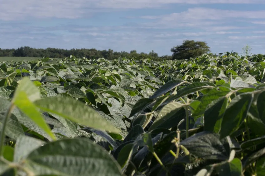 Lush green soybean plants growing across a field under a partly cloudy sky.