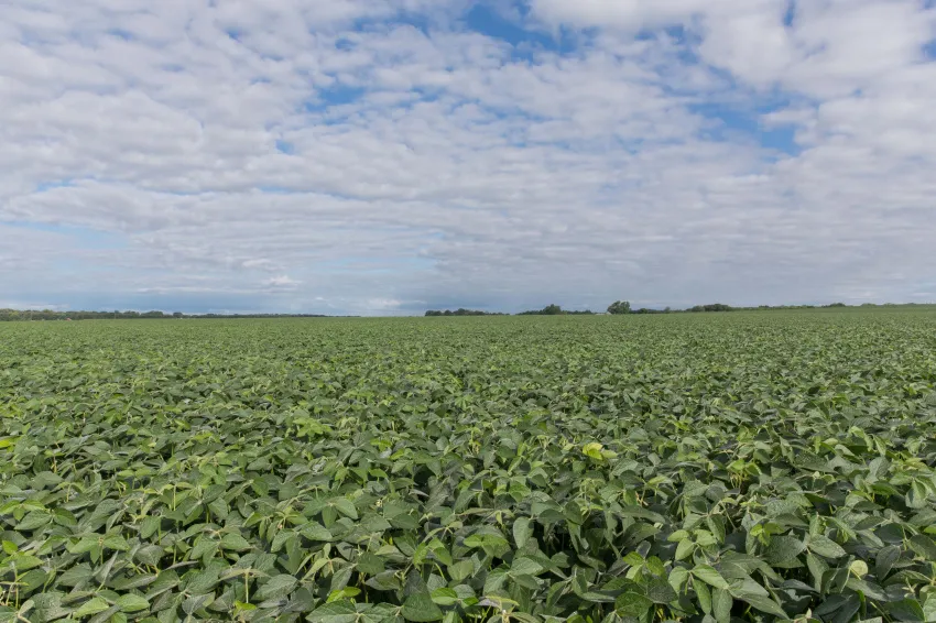 Wide view of a lush green soybean field stretching to the horizon beneath a partly cloudy blue sky.