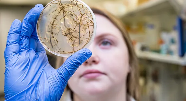 Person wearing a blue glove holding a petri dish with plant roots, while examining the sample in a laboratory setting.