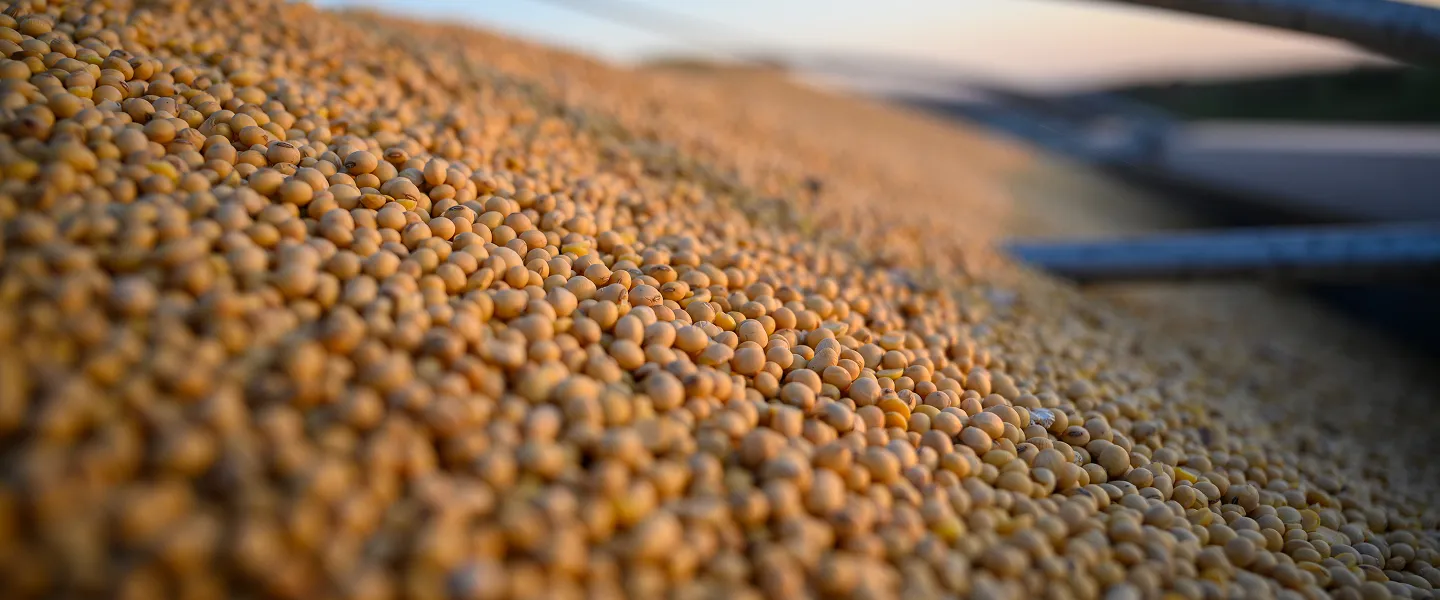Close-up of harvested soybeans piled in a grain cart, with farm equipment blurred in the background.