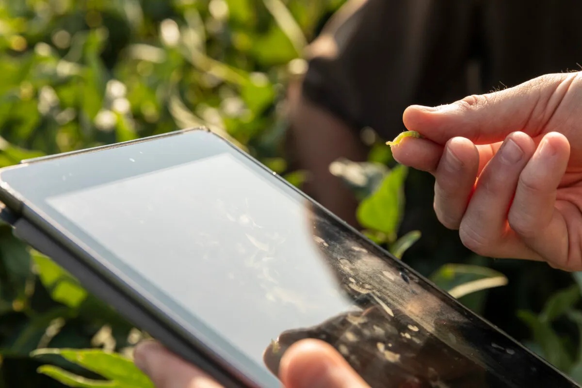 Close-up of a person examining a plant sample while using a tablet in a crop field.
