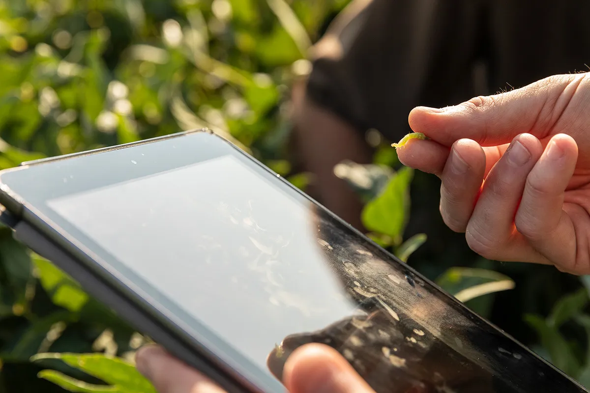 Person examining a small insect while using a tablet in a crop field.