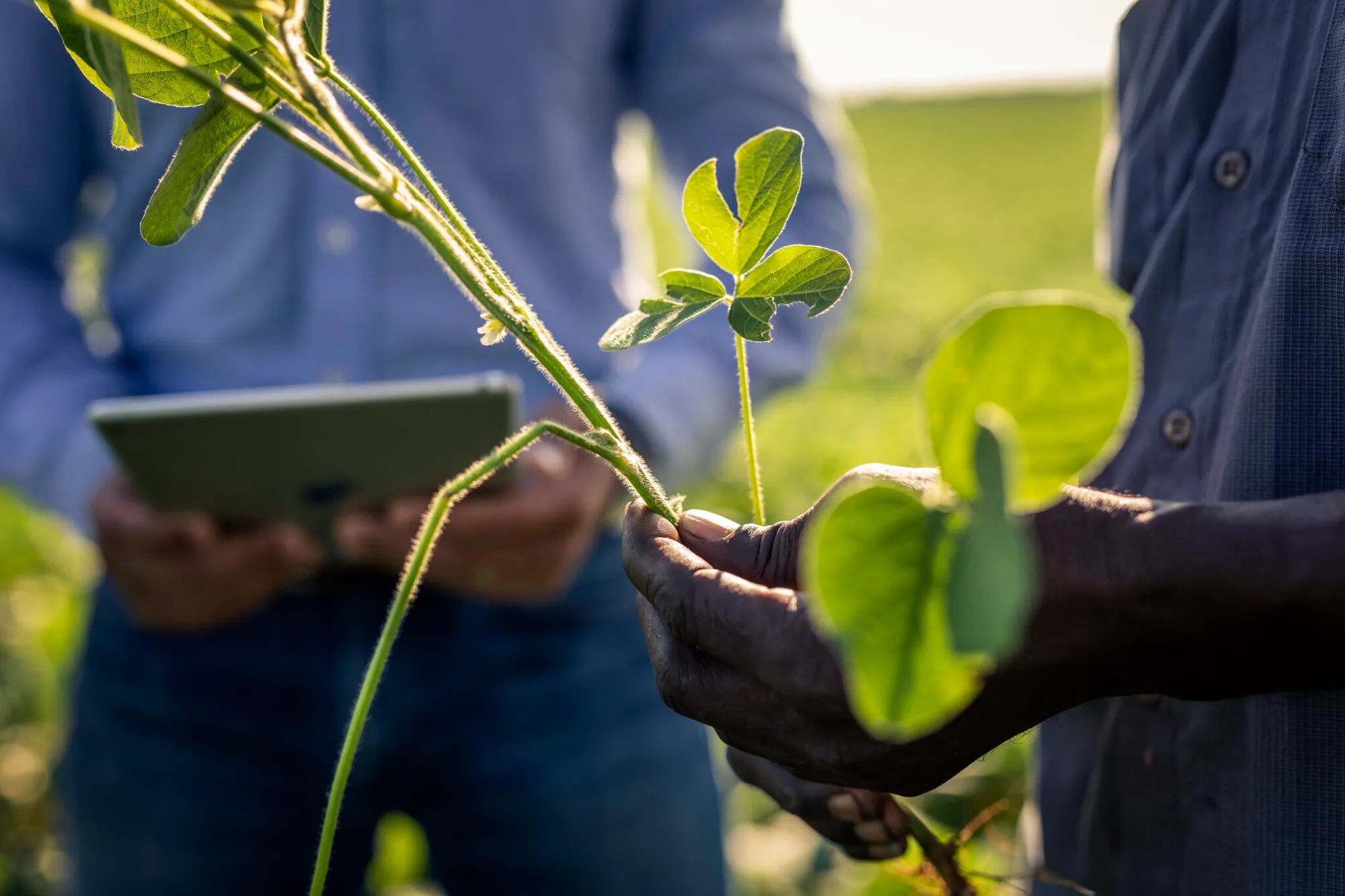 Close-up of a hand examining a soybean plant in a field, with another person holding a tablet in the background.