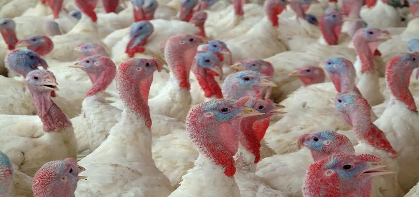 Flock of white turkeys gathered together.