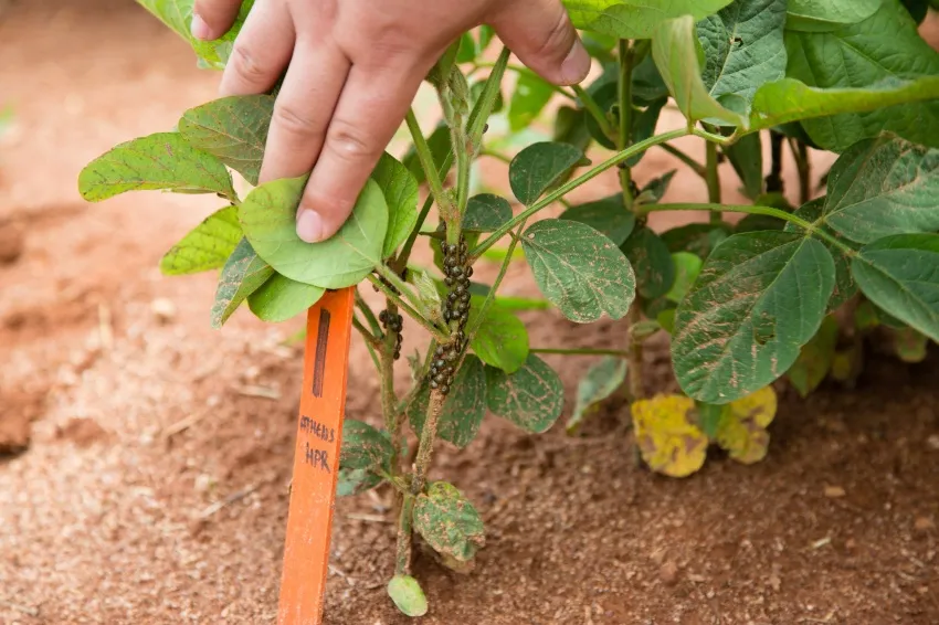 Hand examining a soybean plant with insects clustered along the stem.
