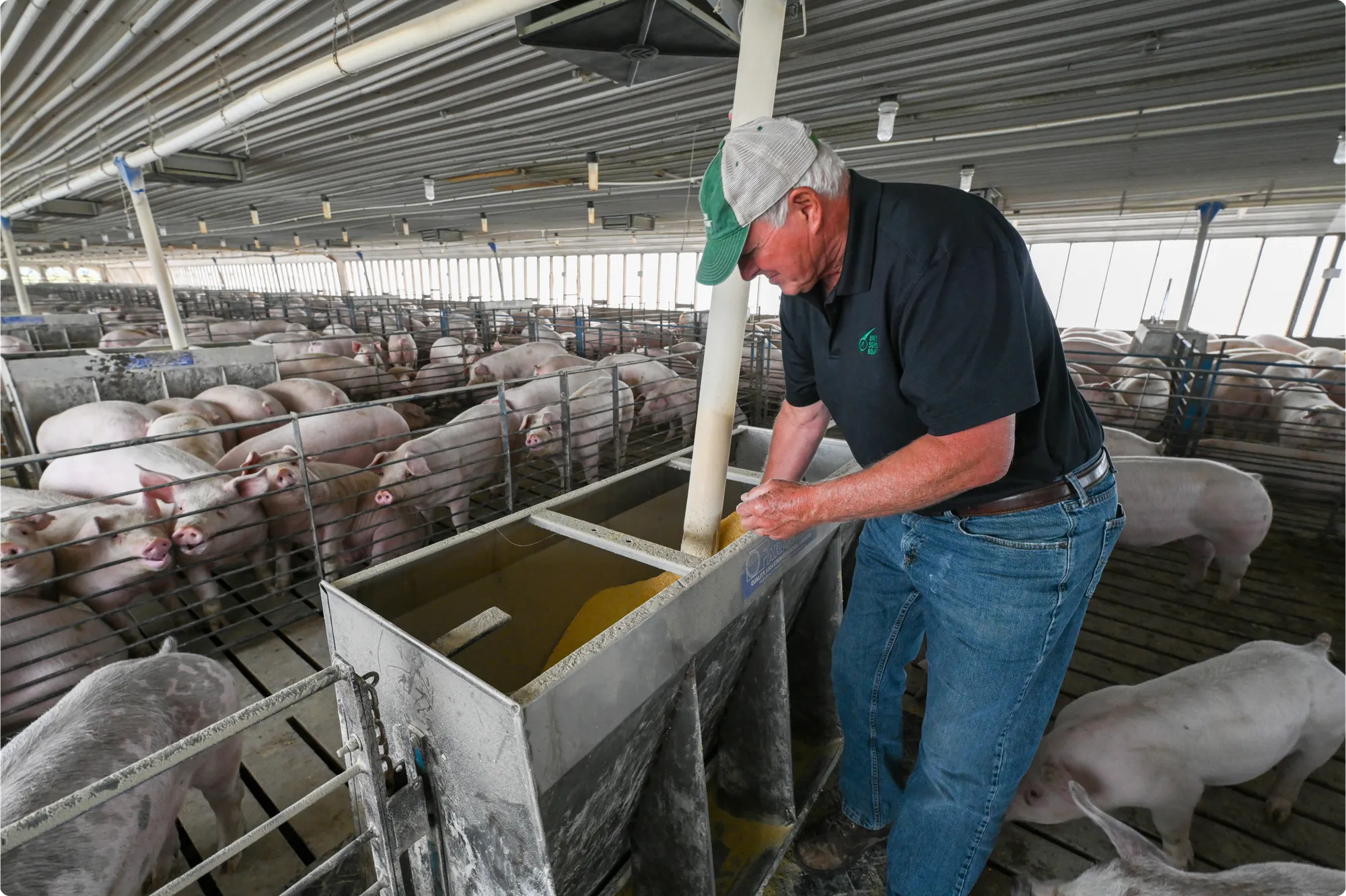Farmer feeding soy meal to swine