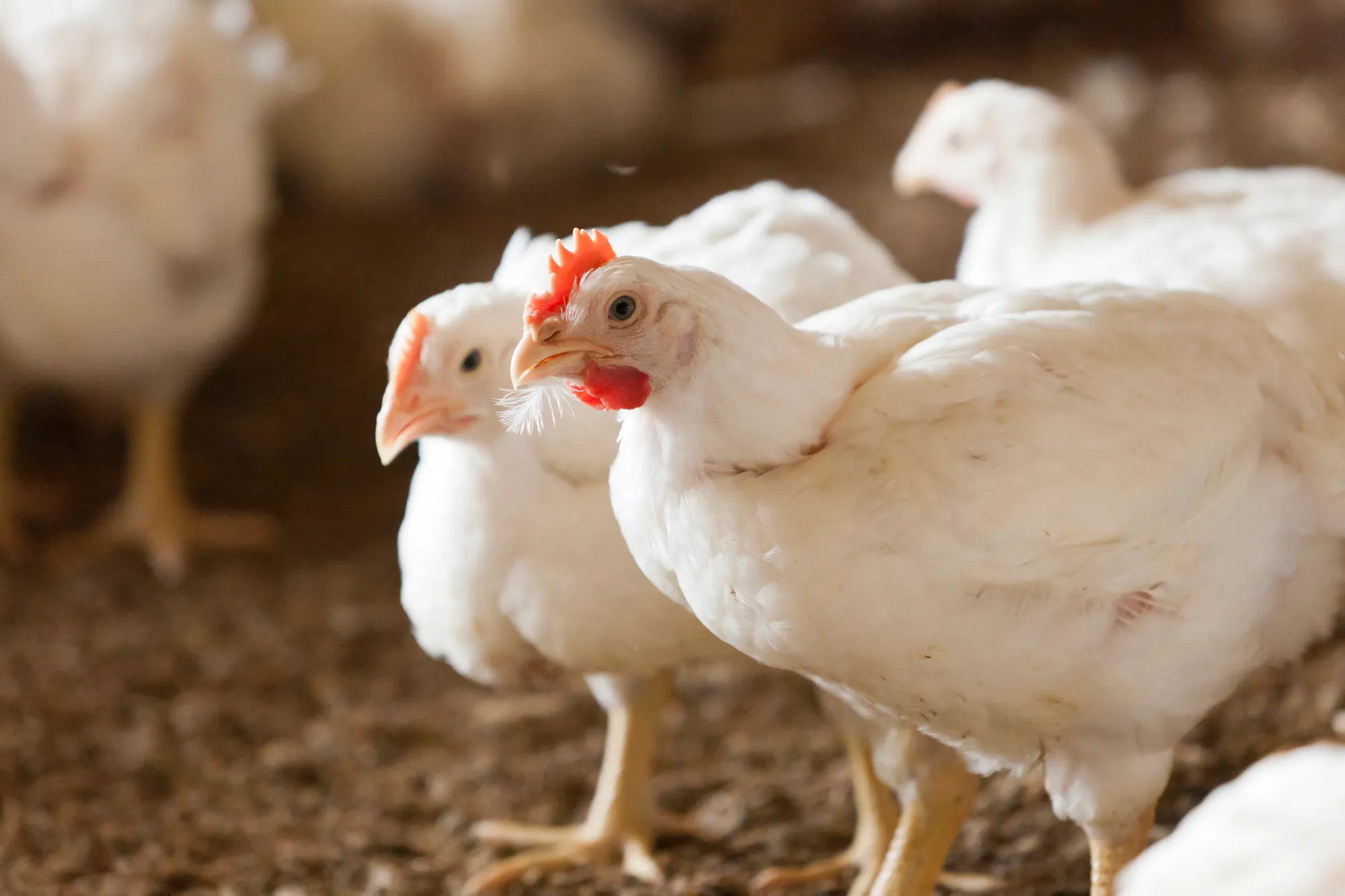 White chickens standing in a barn, with one chicken in the foreground looking toward the camera.