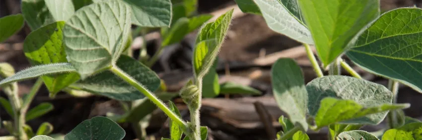 Close-up of young soybean plants growing in a field.
