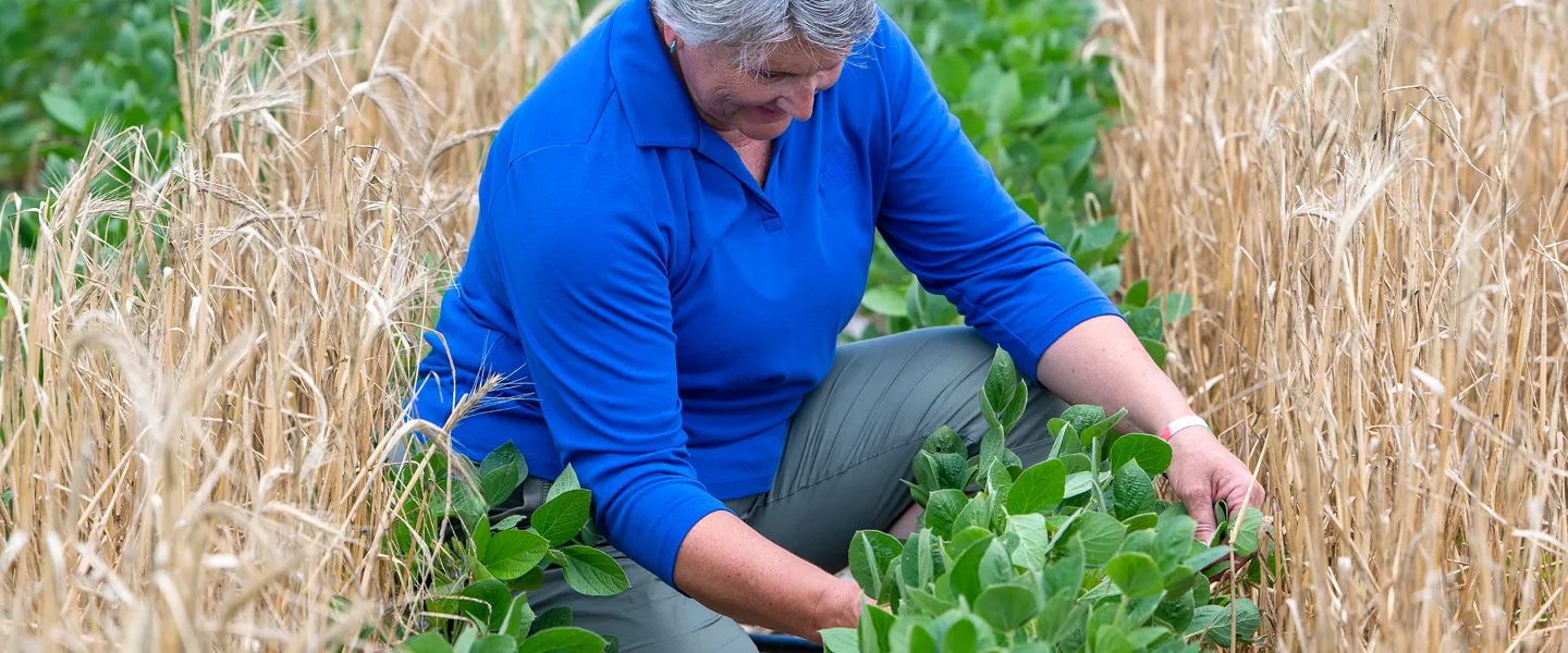 Farmer examining green soybean plants in a field surrounded by cover crops.