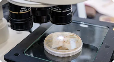 Close-up of a microscope examining a petri dish containing plant roots