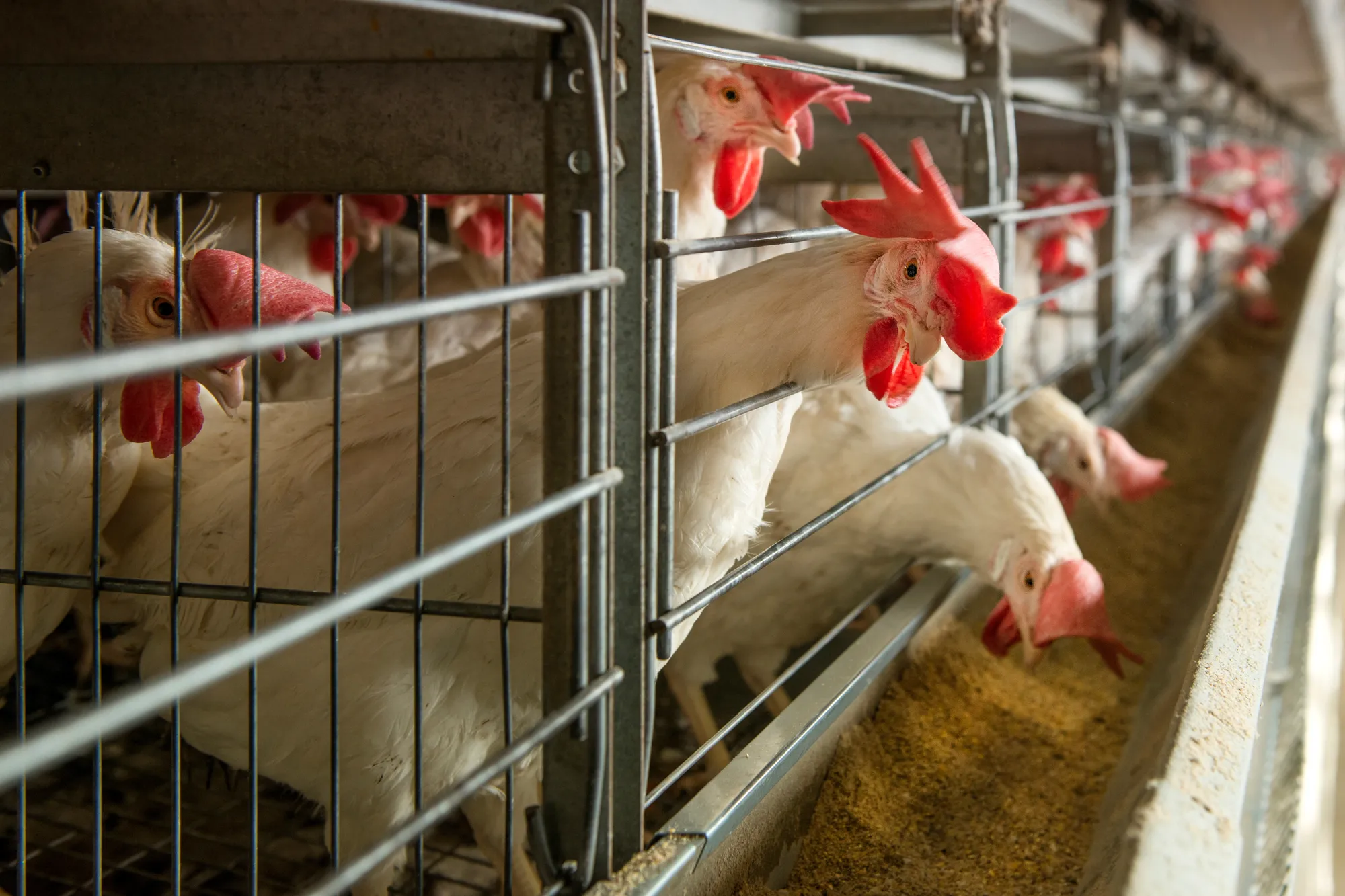 White hens feeding in cages at a poultry farm.
