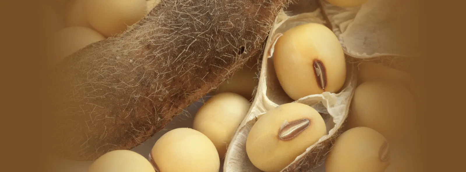 The Whole Bean: How U.S. Soy Helps Feed and Fuel the World