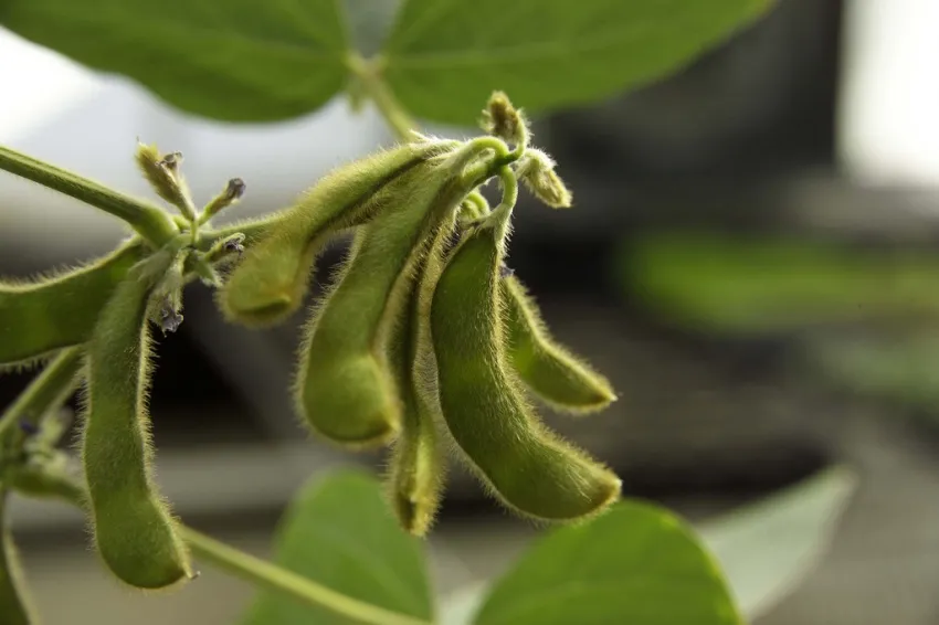 Close-up of green soybean pods growing on a soybean plant.