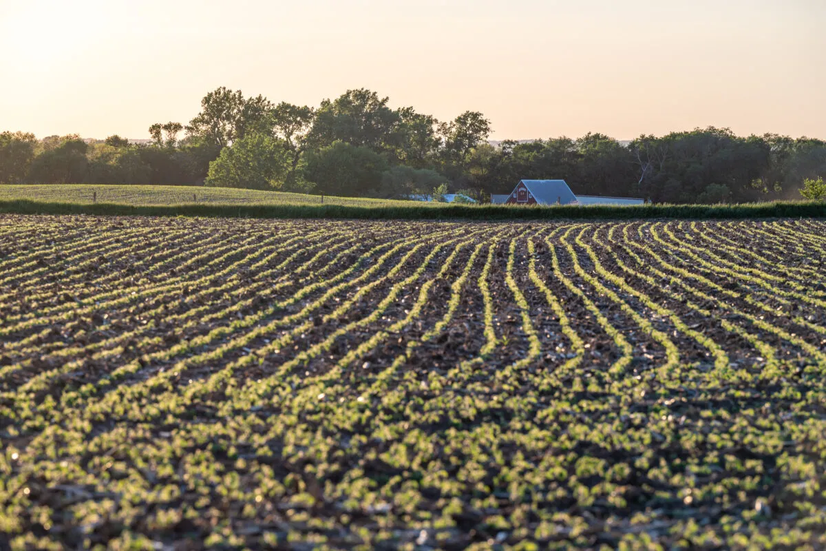 Rows of young soybeans growing in a field near a farm at sunset.