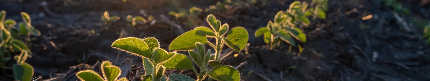 soybean plant crop row close up