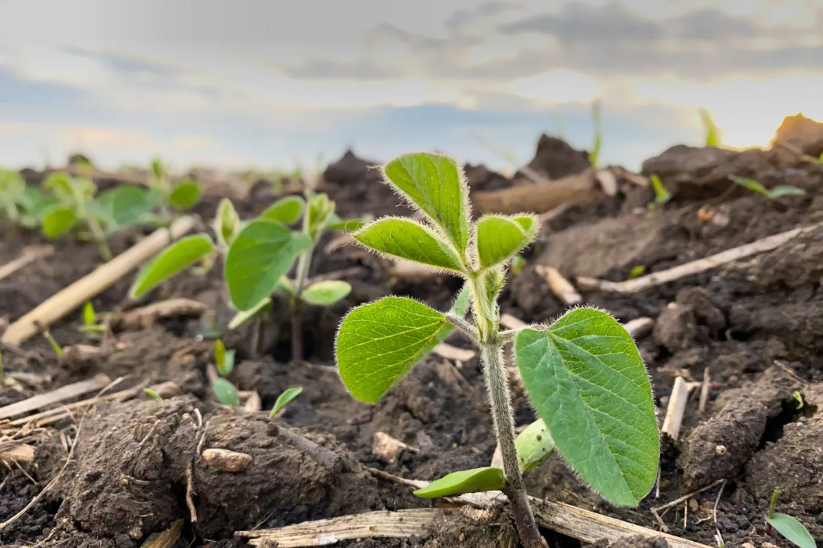 Close-up of a young soybean seedling emerging from soil in a field.