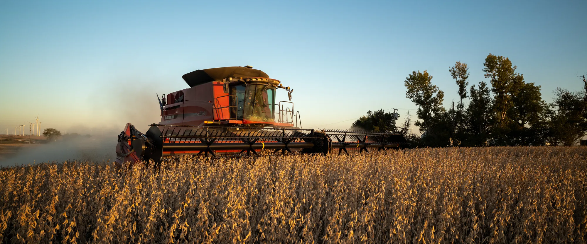 Combine harvesting soybeans during golden hour.