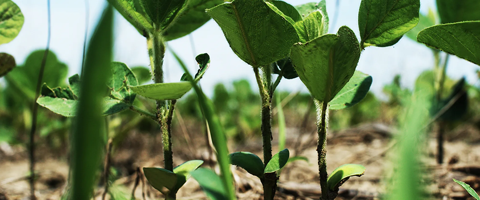 Close-up view of soybean plants emerging from the soil, with green leaves and stems growing in a cultivated field.