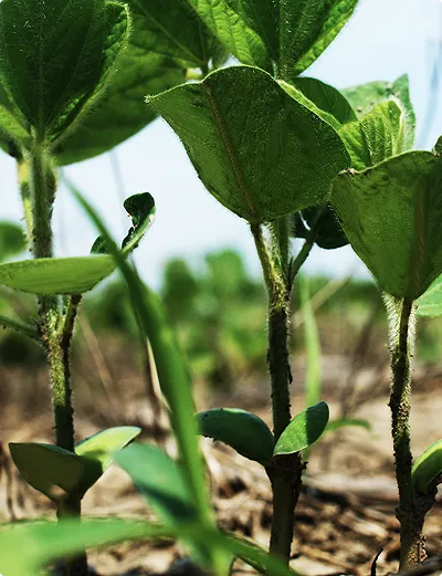 Early season soybeans