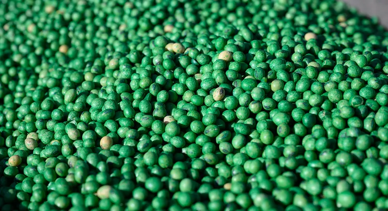 Close-up of treated soybean seeds gathered in bulk.