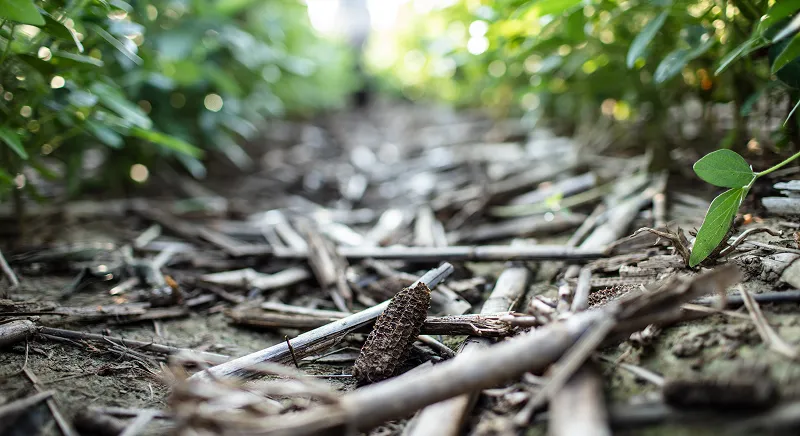 Ground-level view between rows of soybean plants with soil visible.