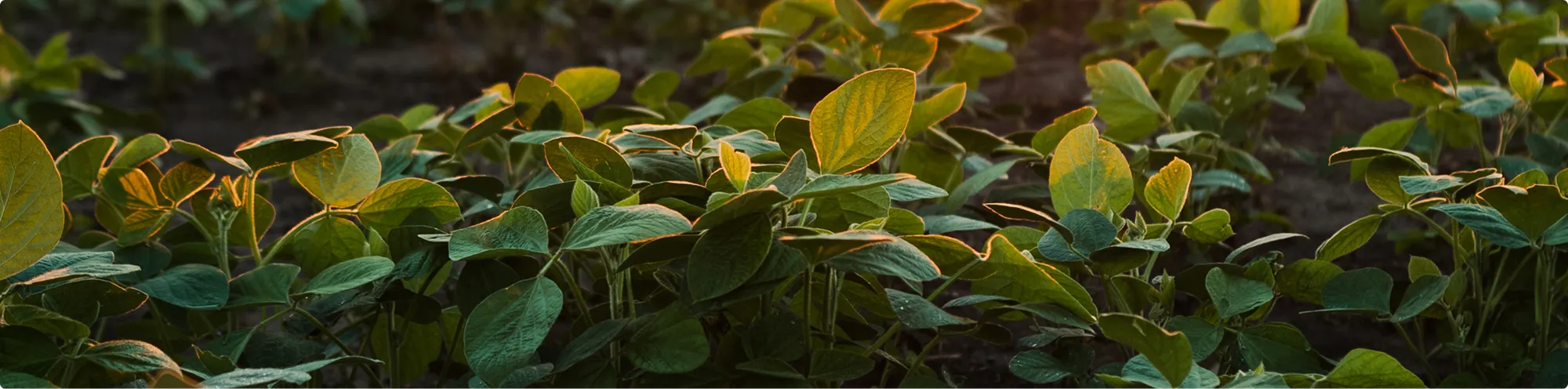 Close-up of healthy soybean plants growing in a field, with sunlight highlighting the green leaves and surrounding foliage.