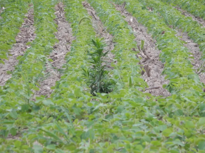 Rows of young soybean plants with weeds growing throughout the field.